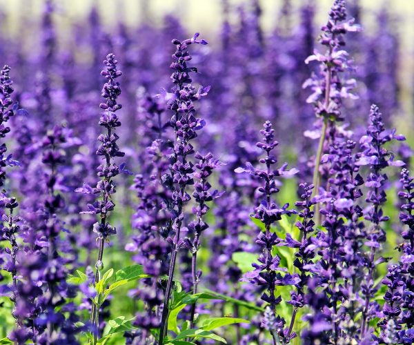 lavender-1507499_1920