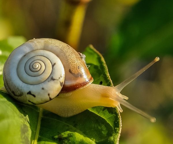 snail-405384_640